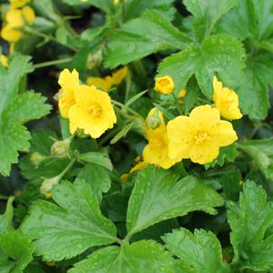 Geum fragaroides (Waldsteinia fragaroides) (Appalachian Barren Strawberry)