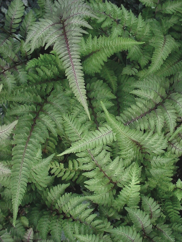 Japanese Painted Fern (Athyrium niponicum var. pictum)