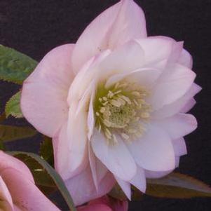 Helleborus x hybridus Winter Jewels® 'Cotton Candy'