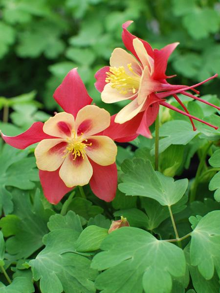 Aquilegia Earlybird™Red Yellow (Columbine) perennial, red and yellow flowers