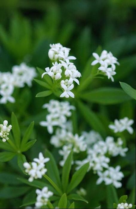 Sweet Woodruff (Galium odoratum)