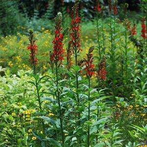 Red Cardinal Flower (Lobelia cardinalis)