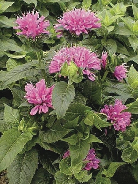 Monarda didyma 'Petite Delight' (Dwarf Bee Balm)