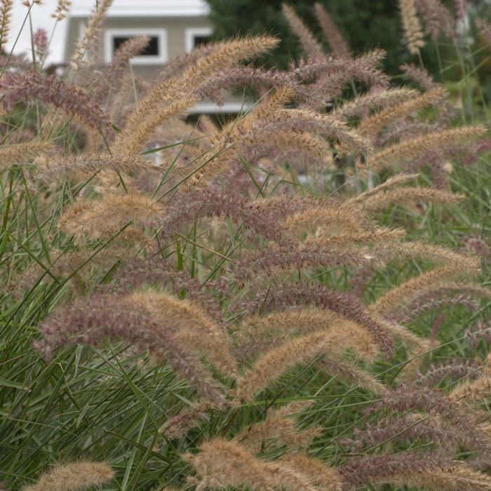 Oriental Pink Fountain Grass (Pennisetum orientale 'Karley Rose')