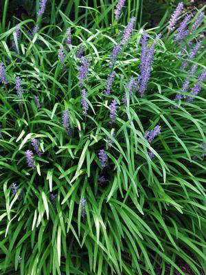 Liriope muscari 'Big Blue' (Lilyturf)