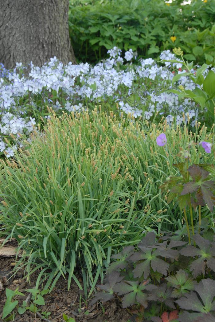 Bunny Blue Sedge (Carex laxiculmus Bunny Blue® 'Hobb')