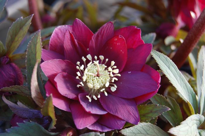Helleborus W.J. 'Red Sapphire' (Winter Jewels® Series Lenten Rose)