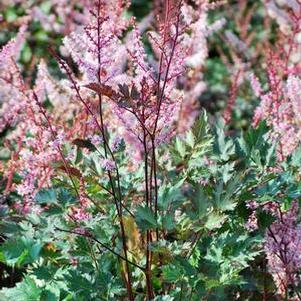 Astilbe x 'Delft Lace' (False Spirea),pink flowers