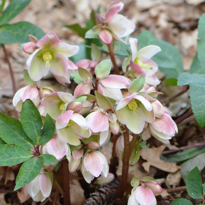 Helleborus x 'Ivory Prince' (Lenten Rose)