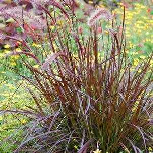 Purple-Leaved Fountain Grass (Pennisetum setaceum 'Rubrum')