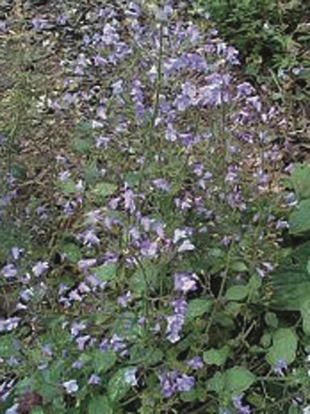 Calamintha nepeta 'Blue Cloud' (Calamint)