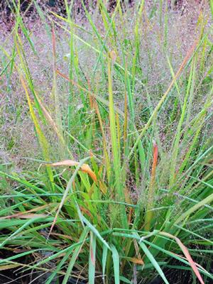 Purple Love Grass (Eragrostis spectabilis)