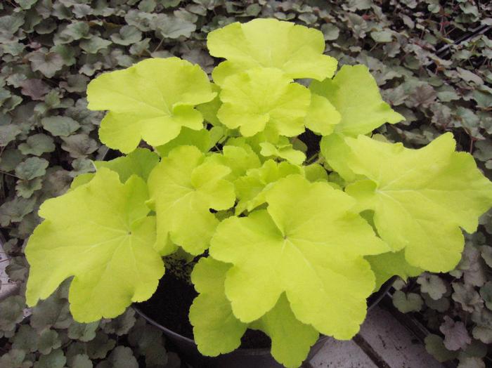 Heuchera x villosa 'Citronelle' (Coral Bells)