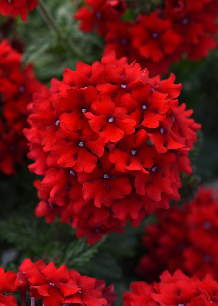 Verbena EnduraScape™ Red (Vervain)