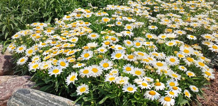 Leucanthemum x s. 'Madonna' (Dwarf Shasta Daisy)