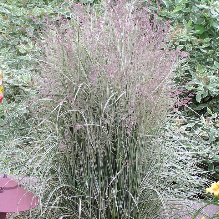 Calamagrostis x acutiflora 'Overdam' (Feather Reed Grass)