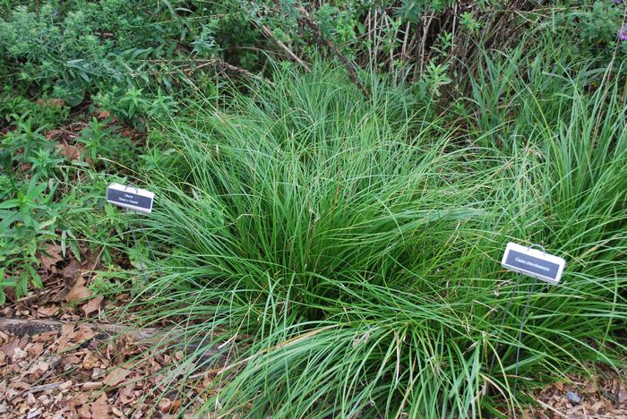 Cherokee Sedge (Carex cherokeensis)