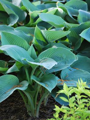 Hosta sieboldiana 'Elegans' (Plantain Lily)