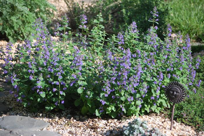 Nepeta racemosa 'Blue Wonder' (Catmint)