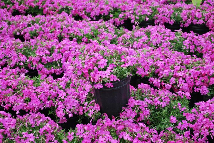 Phlox subulata 'Drummond's Pink' (Moss Pinks)