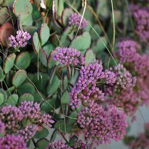 Sedum sieboldii (Stonecrop)