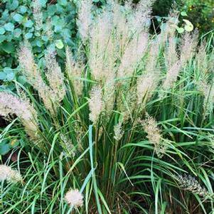 Korean Feather Reed Grass (Calamagrostis brachytricha)