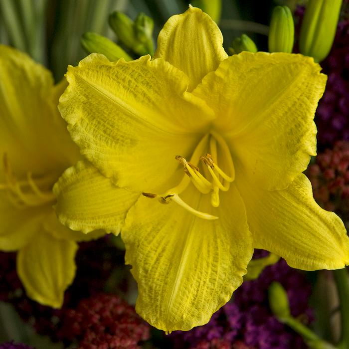 Hemerocallis 'Happy Returns' (Daylily)