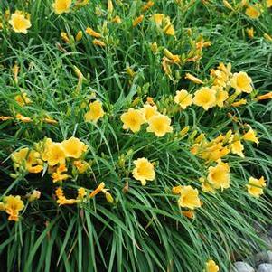 Hemerocallis 'Stella de Oro' (Daylily)