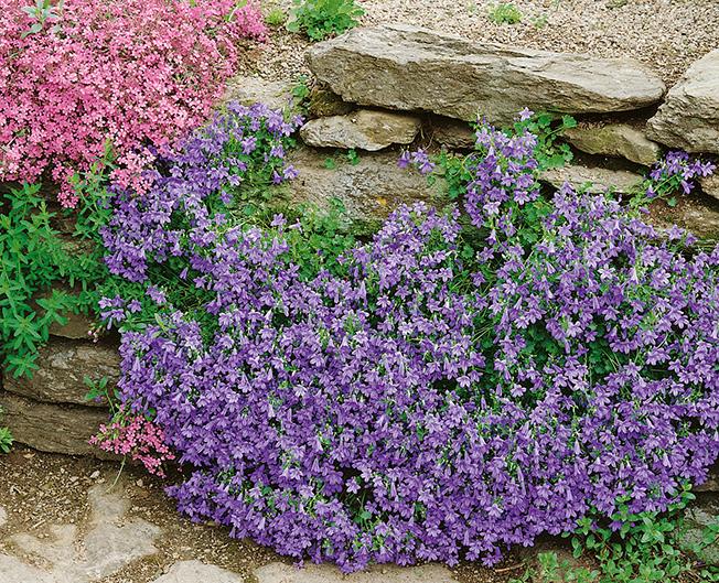 Bellflower (Campanula x 'Birch Hybrid'), purple flowers