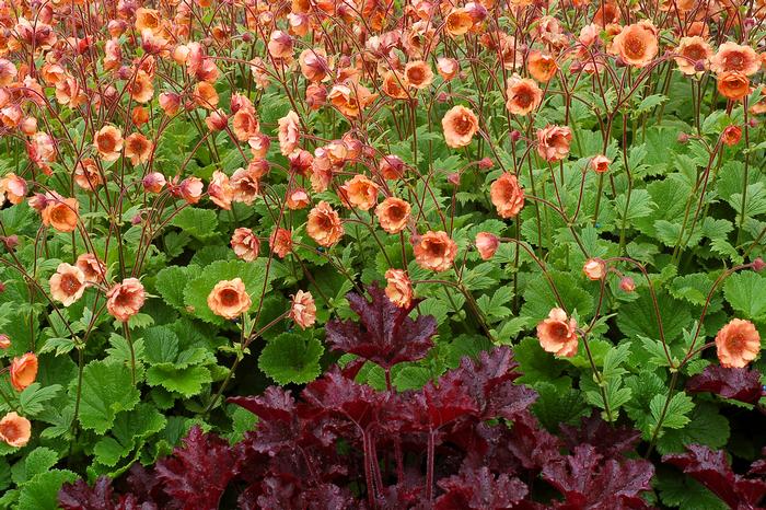 Geum Tempo™ Orange (Avens)