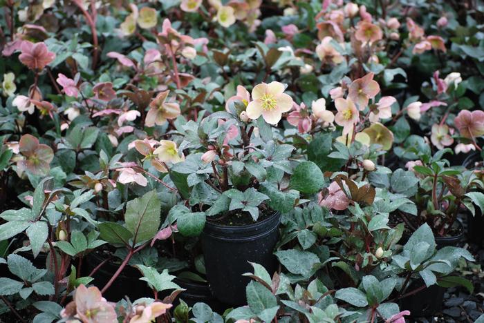 Helleborus x ballardiae HGC 'Pink Frost' (Helleborus Gold Collection® Lenten Rose)