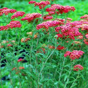 Achillea millefolium Paprika (Yarrow) perennial