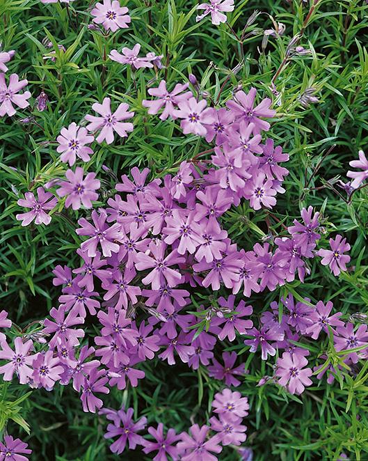 Phlox subulata 'Purple Beauty' (Moss Pinks)