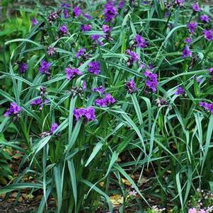 Tradescantia 'Concord Grape' (Spiderwort)