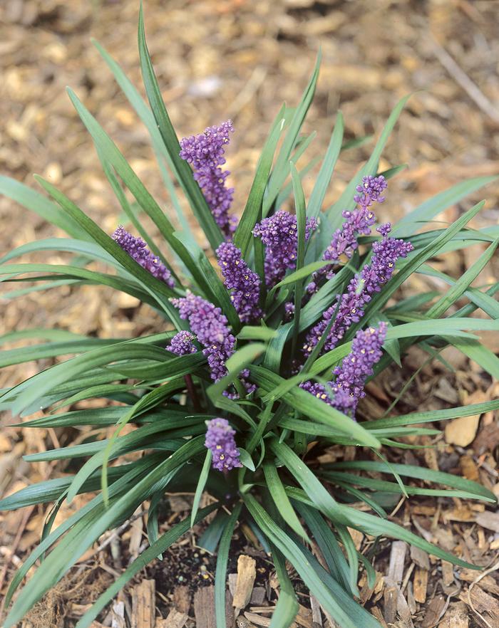 Liriope muscari 'Royal Purple' (Lilyturf)