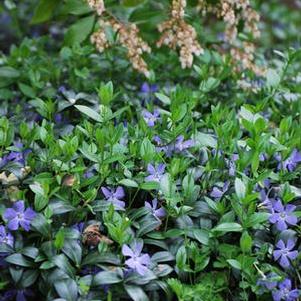 Common periwinkle (Vinca minor), purple flowers