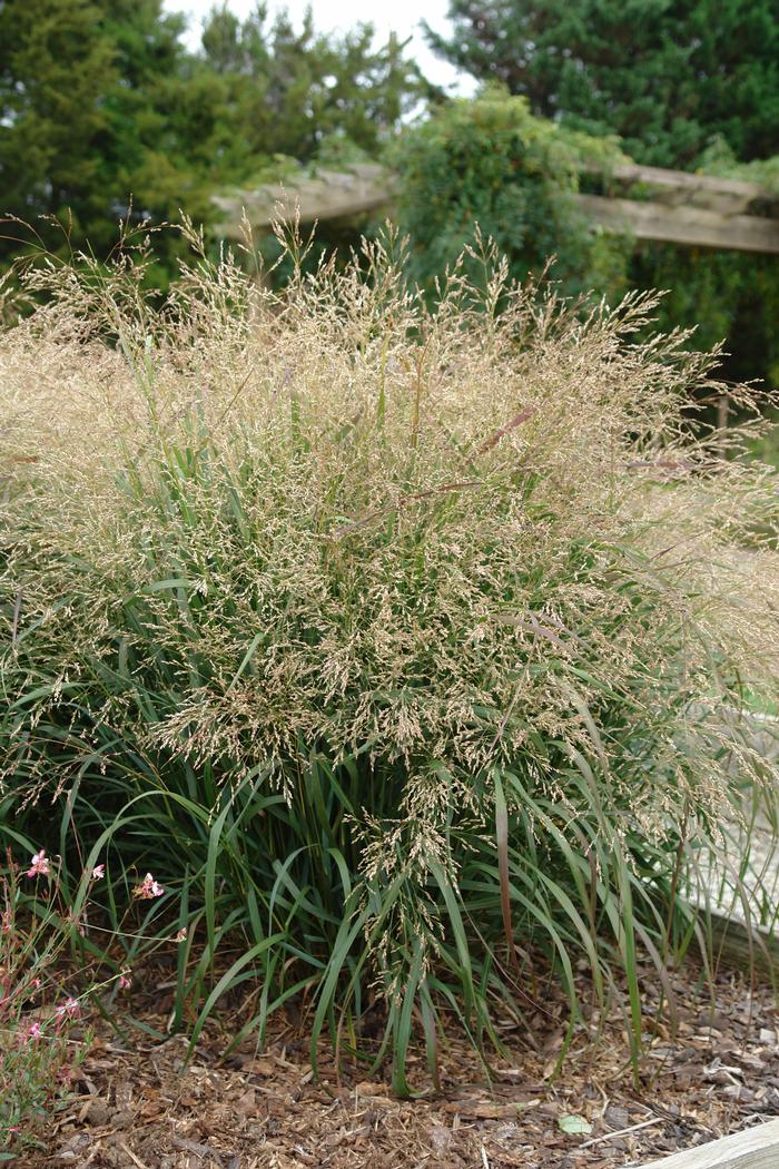 Switchgrass (Panicum virgatum 'Cape Breeze')