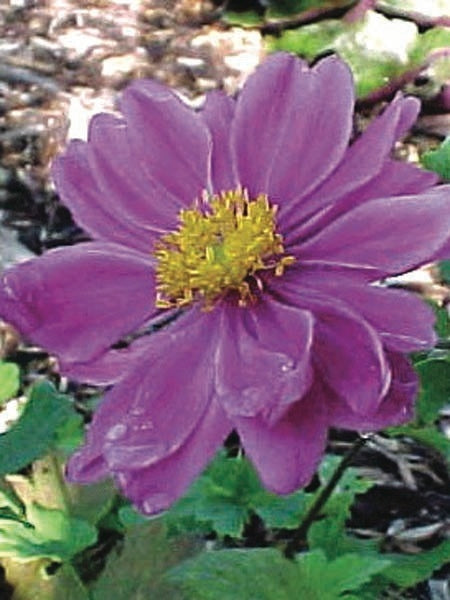 Anemone x hybrida 'Pamina' (Windflower) perennial