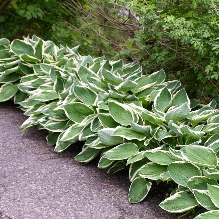 Hosta x 'Francee' (Plantain Lily)