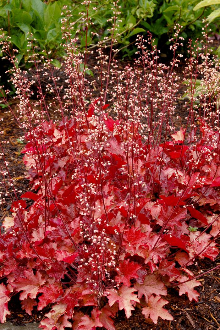 Heuchera x 'Peach Flambe' (Coral Bells)