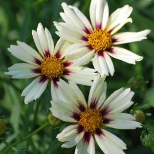 Coreopsis x L'il Bang™ 'Starlight' (Tickseed), white flowers