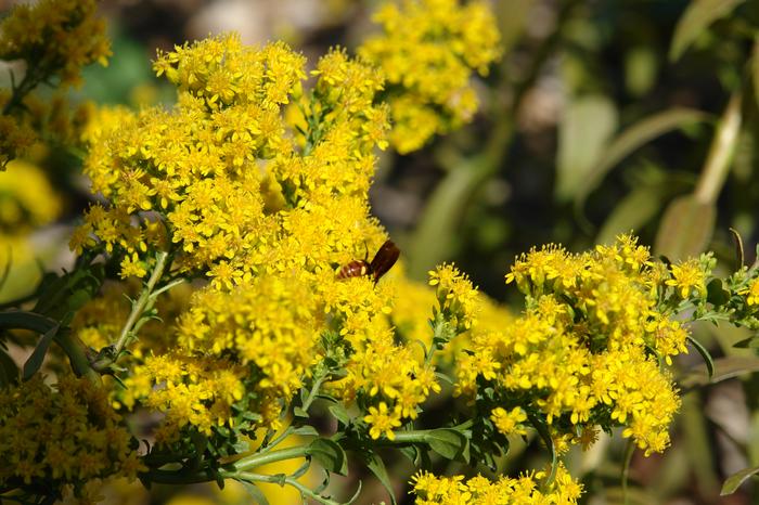 Solidago shortii 'Solar Cascade' (Goldenrod)