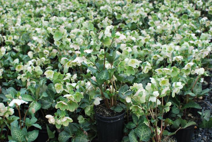 Helleborus x Frostkiss® Molly's White (Lenten Rose)