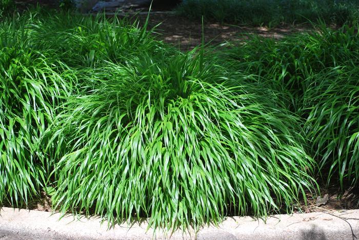 Hakonechloa macra (Japanese Forest Grass)