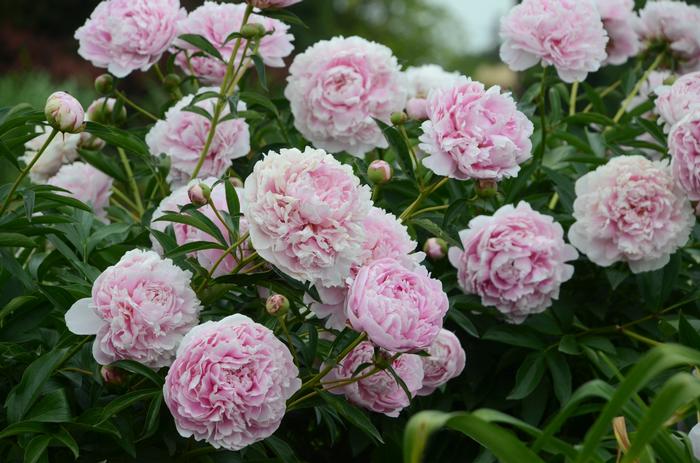 Paeonia lactiflora 'Sarah Bernhardt' (Garden Peony)