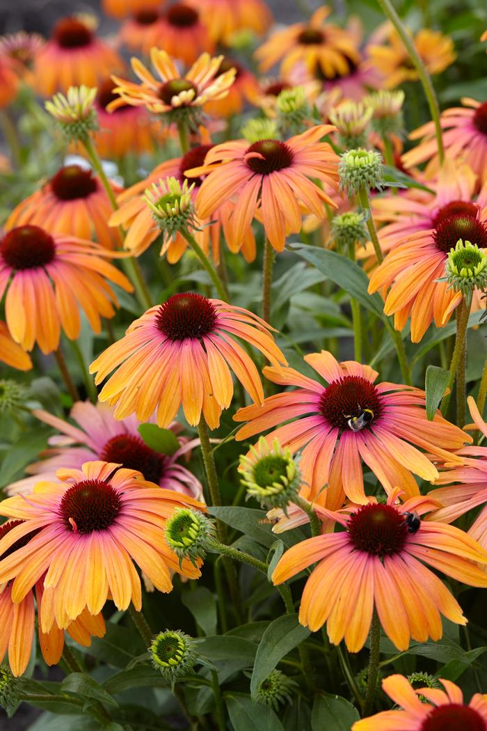 Echinacea Butterfly™ 'Rainbow Marcella' (Coneflower)