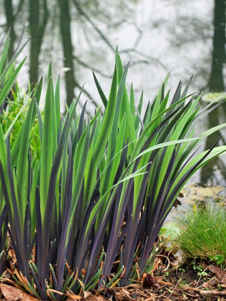 Blue Flag (Iris versicolor 'Purple Flame')