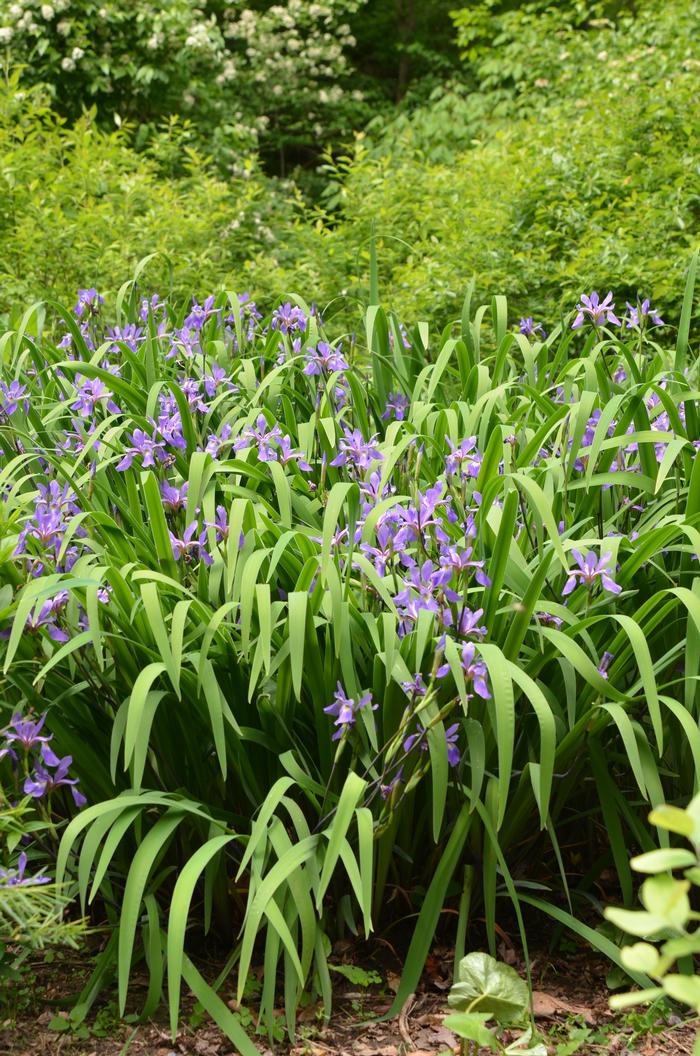 Blue Flag (Iris versicolor 'Purple Flame'), purple flowers