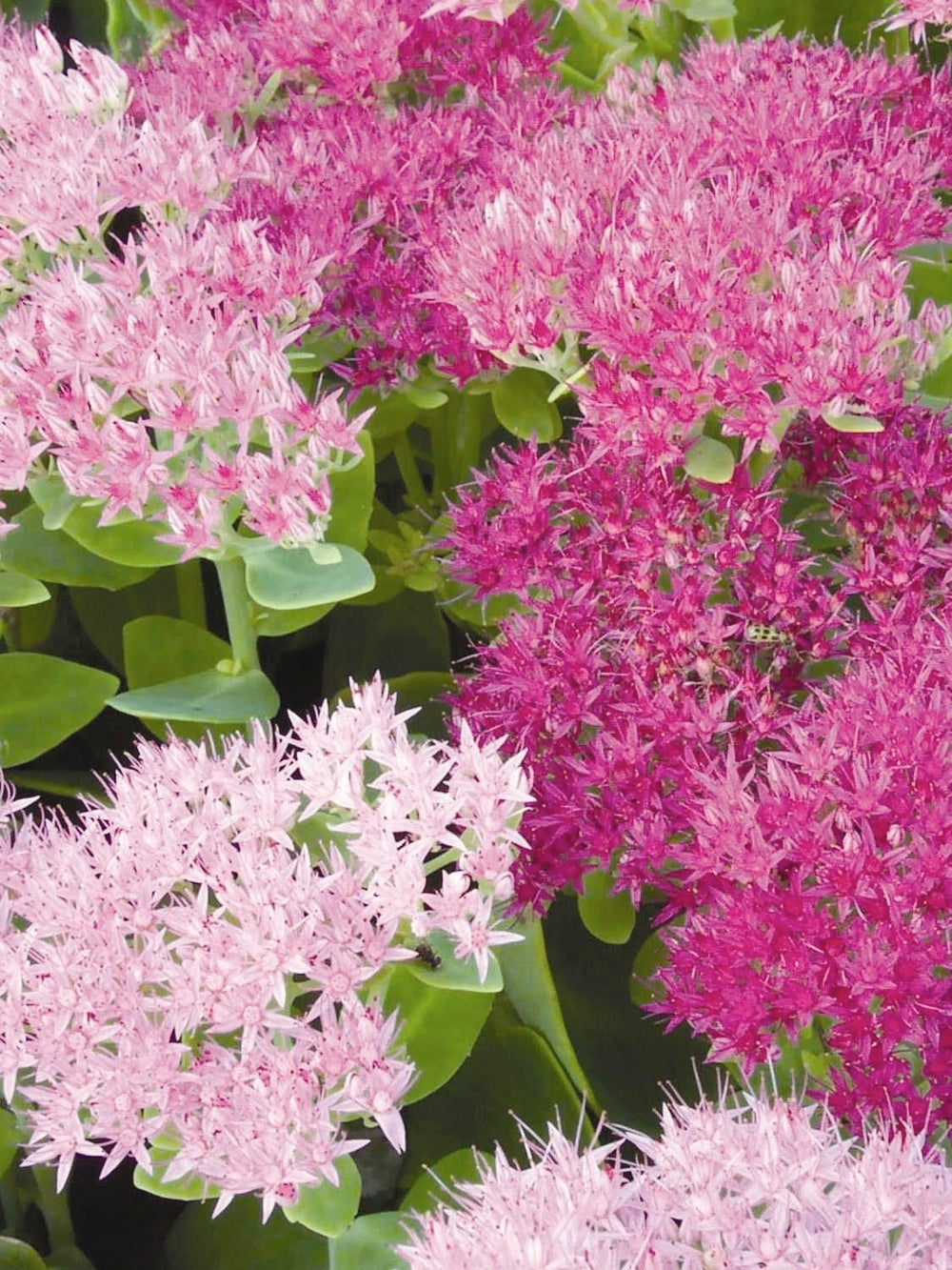 Sedum spectabile 'Brilliant' (Stonecrop)