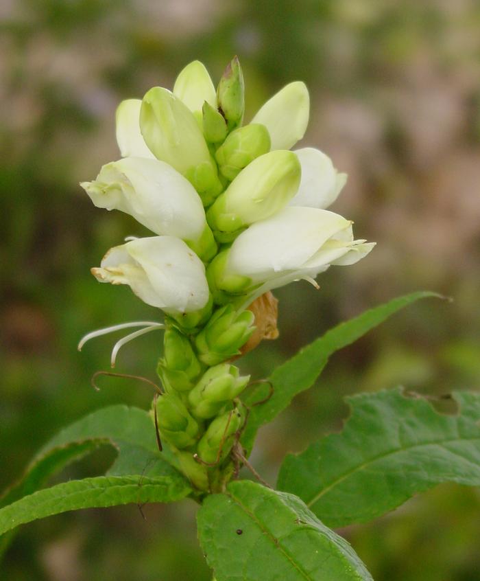 White Turtlehead (Chelone glabra)